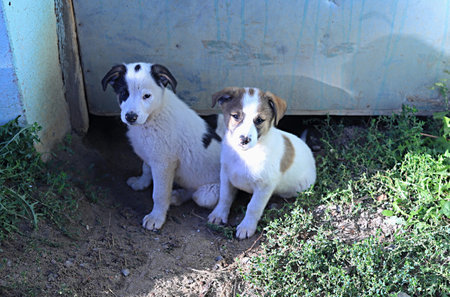 stray dog concept. three puppies crawled out of the gap under the basement door of the houseの写真素材