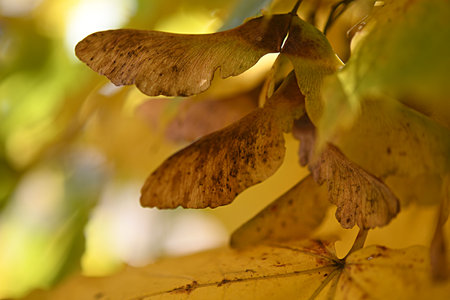 maple earrings. yellow autumn background. copy space. shallow depth of fieldの写真素材