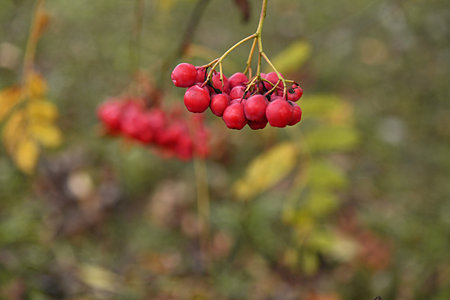 red rowan berries close-up on a green background. copy space. autumn design. autumn backgroundの写真素材