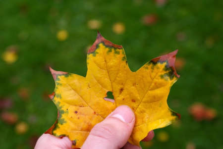 autumn loveの写真素材