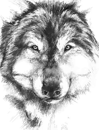 black-white painted wolfのイラスト素材