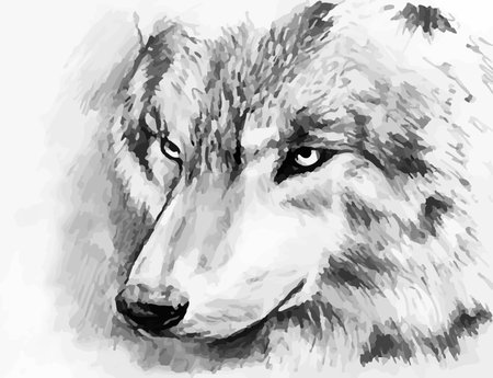 black-white painted wolfのイラスト素材