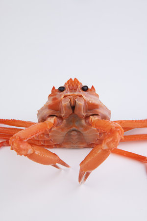 Crab isolated on white background. Close up of a crab.