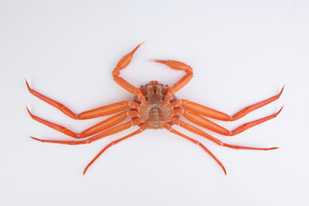 Crab isolated on white background.