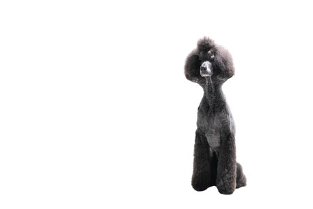 Black toy poodle isolated on a white background. Studio shot.の写真素材