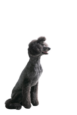 Black poodle on a white background. Isolated image of a dog.の写真素材