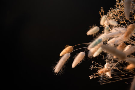 Close up of dry grass flower on black background, nature and environment conceptの写真素材