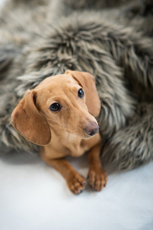 Miniature Dachshund dog lying on a white background.の写真素材