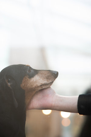 Miniature Dachshund dog in a grooming salon. Selective focus.の写真素材