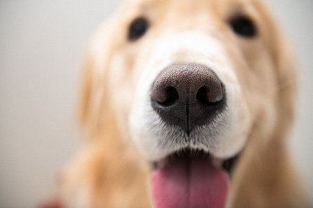 Close up portrait of golden retriever dog with tongue sticking out.