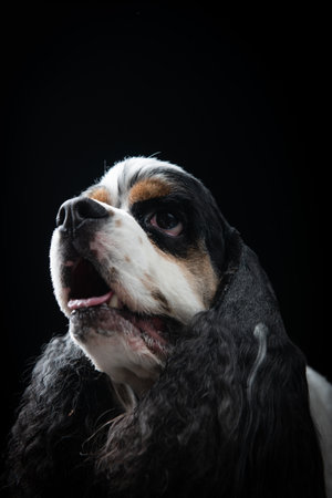 Cocker Spaniel portrait on a black background. Studio shot.の写真素材