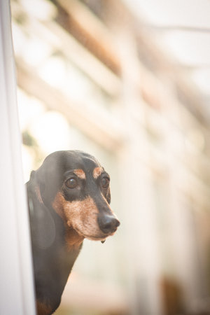 Dachshund dog peeking out of the window. Selective focus.の写真素材