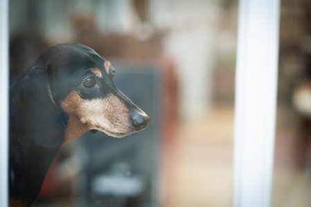 Miniature Dachshund in front of the mirror at home