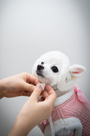 Cute white puppy with pink clothes on white background, studio shotの写真素材