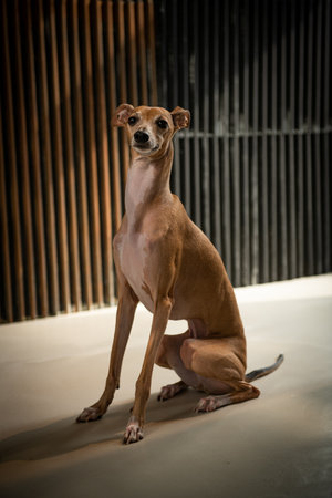 Portrait of a brown whippet sitting on the floor.の写真素材