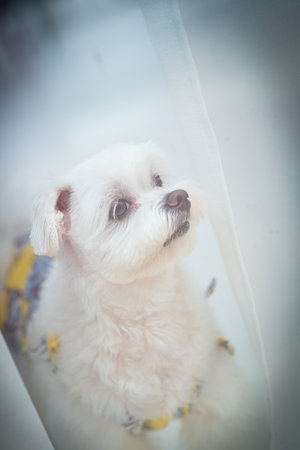Cute little dog looking out the window at home. Selective focus.