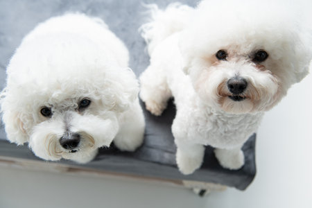 Two white Bichon Frize dogs on a gray background.の写真素材