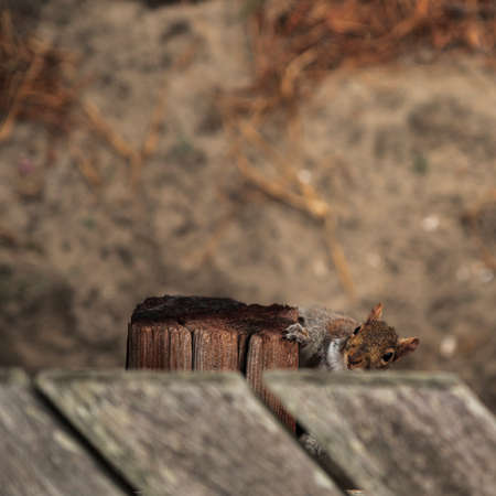 Squirrel sitting on a wooden bench and looking for food in the parkの写真素材
