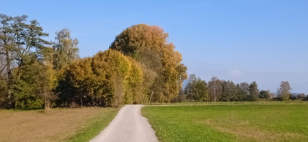Panoramic view of a country road through the field in autumn