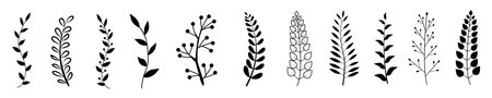 Set of hand drawn branches and leaves. Vector illustration isolated on white background.のイラスト素材