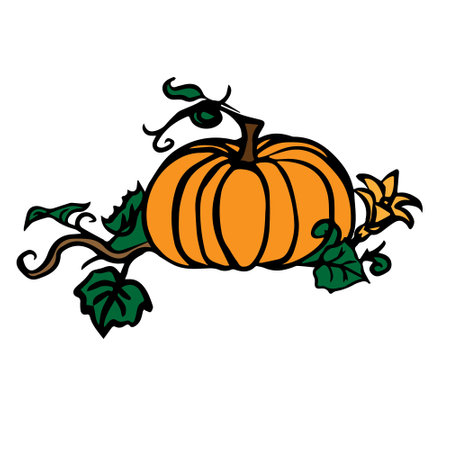 Pumpkin with leaves on a white background. Vector illustration.のイラスト素材