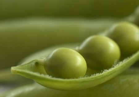 Three peas in a pod freshly picked from an organic garden.