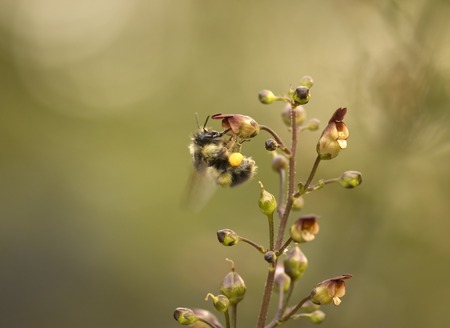 Hi Honey Bee!  With lots of room for copy.の写真素材