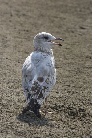 Stop following me: bird on beachの写真素材