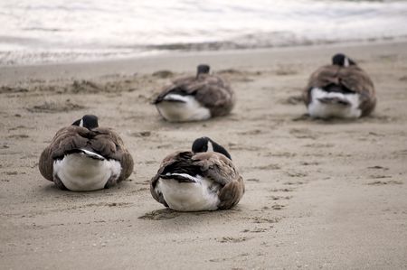 Canada Geese -- asleep!の写真素材