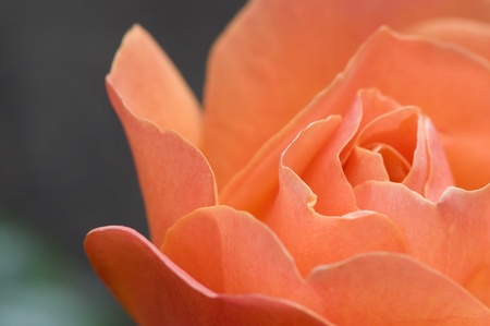 Rose in Gardenの写真素材