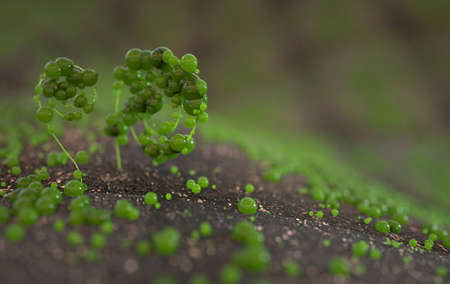Fresh green fantastic wild plant on a medow close-up macro with bokeh 3d render. Spring or summer...
