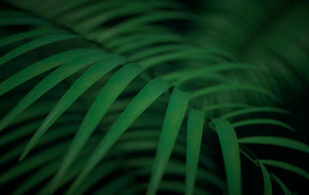 Tropical palm leaves background. Summer tropical leaf. Exotic hawaiian jungle, summertime party...