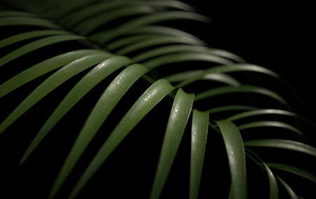 Tropical palm leaves background. Summer tropical leaf. Exotic hawaiian jungle, summertime party...