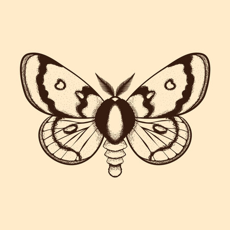 Vector moth, mystic symbols and signs. Witchcraft, occult, alchemical signs. Butterfly moth vintage engraved styleのイラスト素材