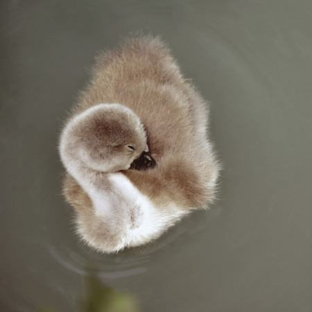 little swan cleansの写真素材