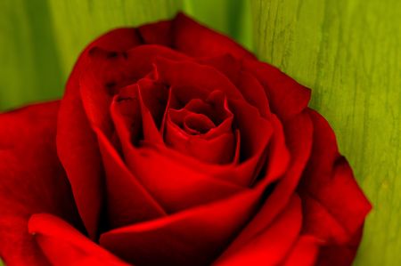 Macro image of dark red rose の写真素材