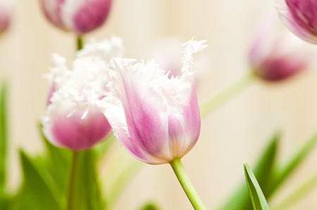Light violet tulips as a backgroundの写真素材