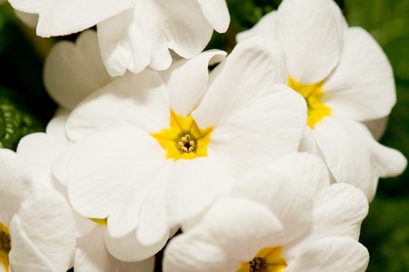 White macro primula, beautiful flowerの写真素材