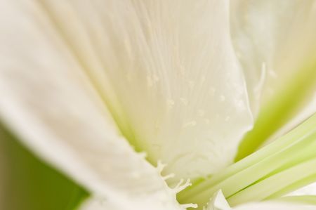 White lillyの写真素材