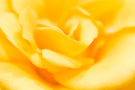 Macro image of yellow roseの写真素材