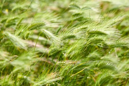 Ears of rye on the summer fieldの写真素材