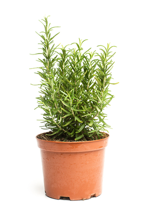 A little rosmary plant in a potの写真素材