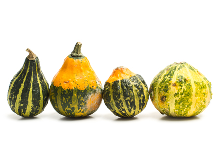 Natural little pumkinsの写真素材