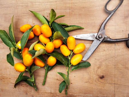 Delicious orange kumquatsの写真素材