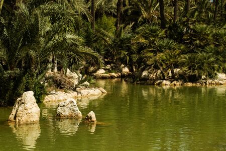 A park with palms and a green water lakeの写真素材