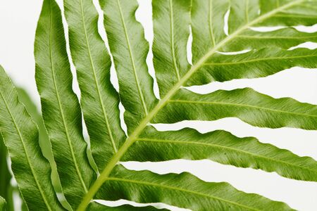 Fern leaf on a white background in a close up viewの写真素材