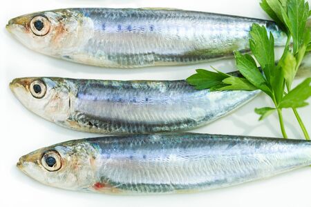 Fresh and Raw Sardines on a Plate with Parsleyの写真素材