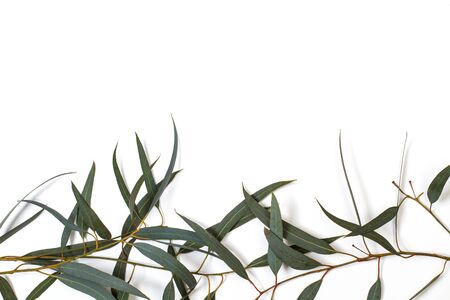Eucalyptus leaves on a white backgroundの写真素材