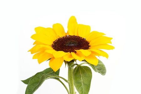 A Sunflower on a white backgroundの写真素材
