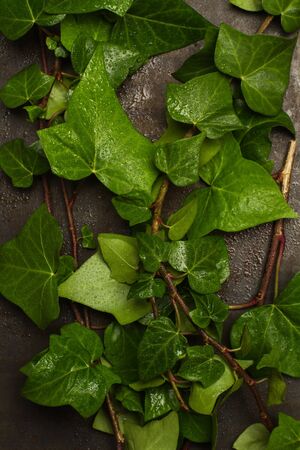 Part of a wet ivy on a metal wall in a top viewの写真素材